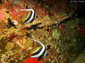   Bannerfish wreck Ika Carpet Cove Beqa Lagoon Fiji Islands  